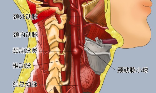 鸟贝的功效和作用-鸟贝营养价值及功效与作用网-分享鸟贝营养价值及功效与作用图片，鸟贝营养价值及功效与作用是什么知识库
